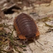 Red edge isopod