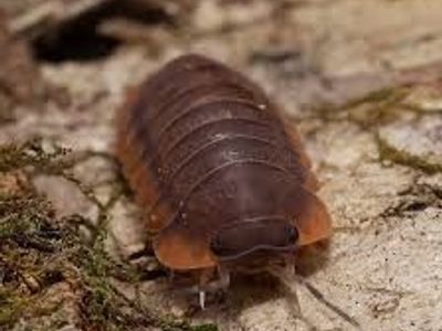 Red edge isopod