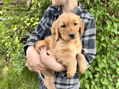 Red Golden Retriever Pups Full AKC, Health Tested