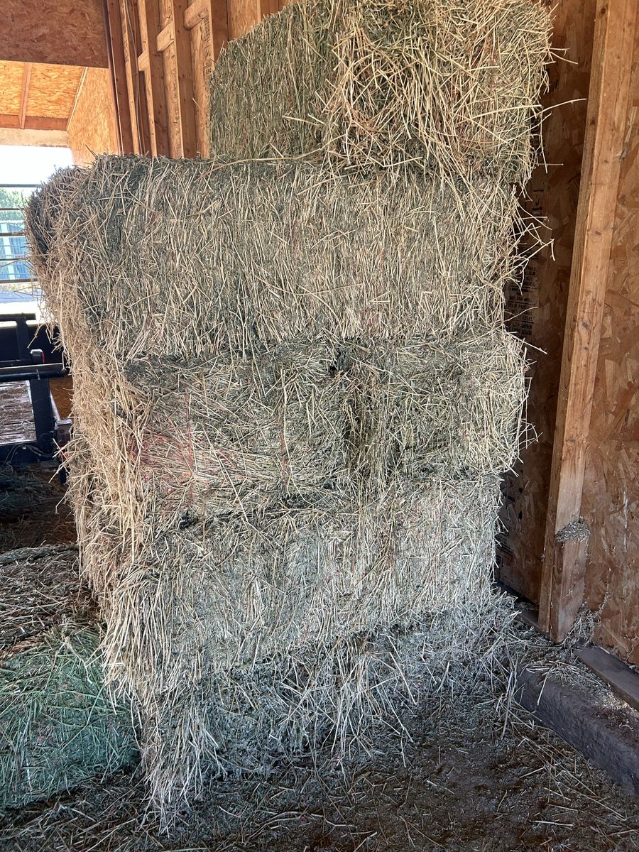 Alfalfa Hay