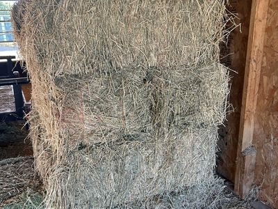 Alfalfa Hay