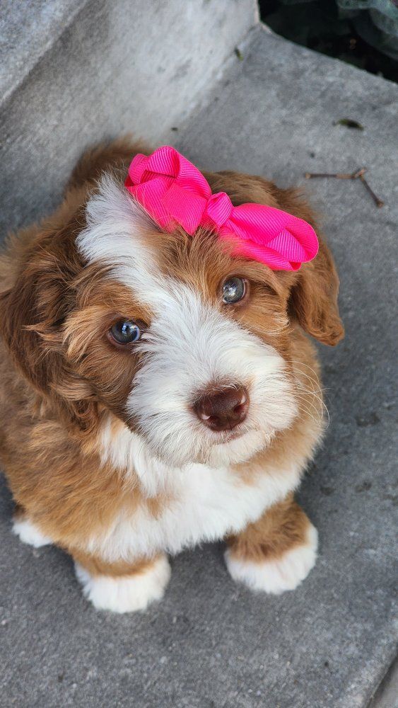 Micro Mini Bernrdoodle- CRATE TRAINED