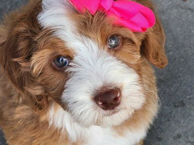 Micro Mini Bernrdoodle- CRATE TRAINED
