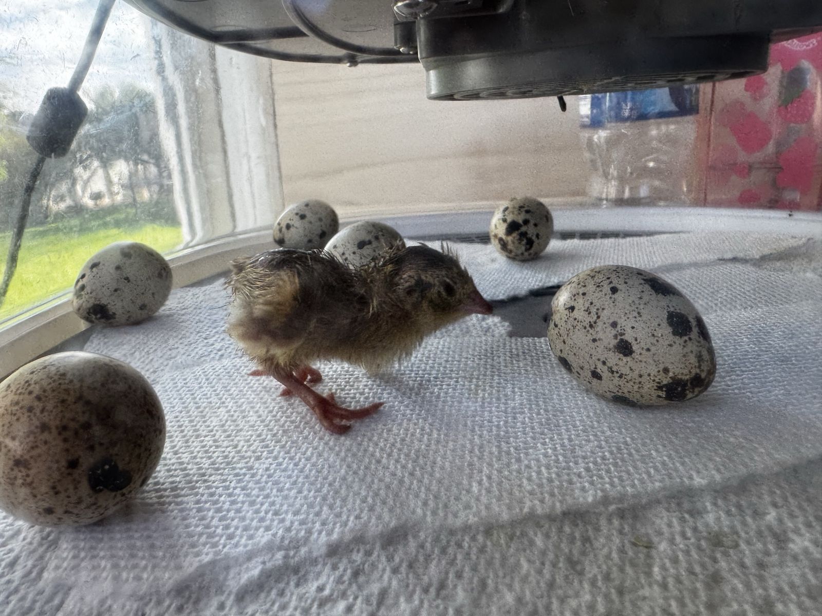 Freshly Hatched Egyptian Pharaoh Coturnix quail chicks