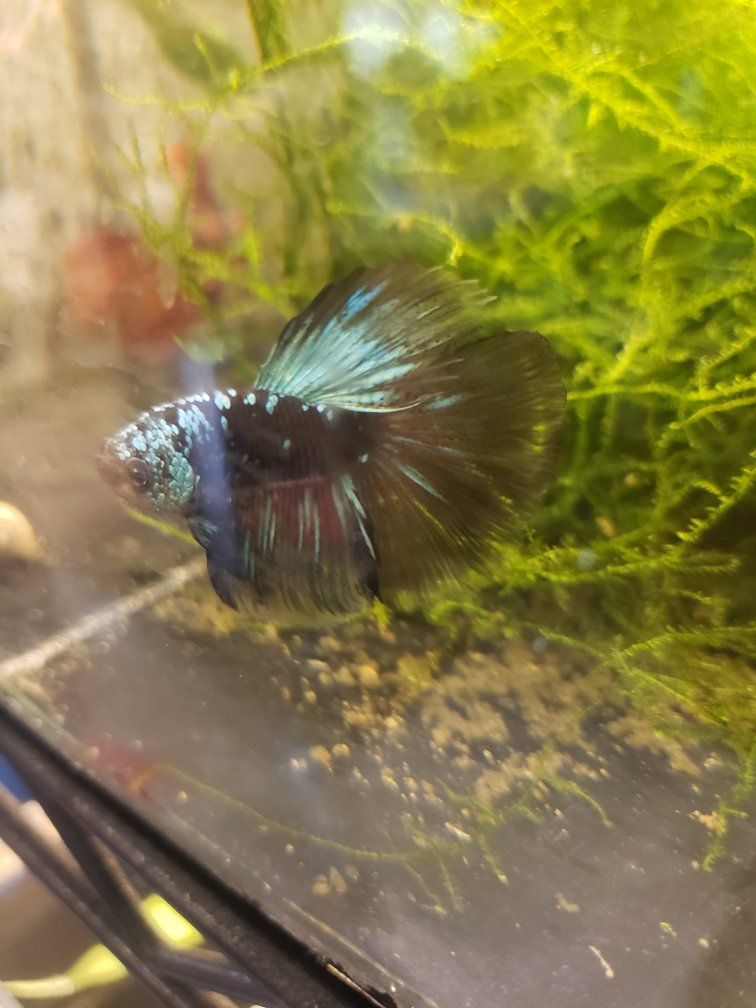 Live Betta Fish - Male, Colorful Blue & Green, Healthy Freshwater Aquarium Fish