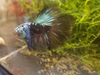 Live Betta Fish - Male, Colorful Blue & Green, Healthy Freshwater Aquarium Fish