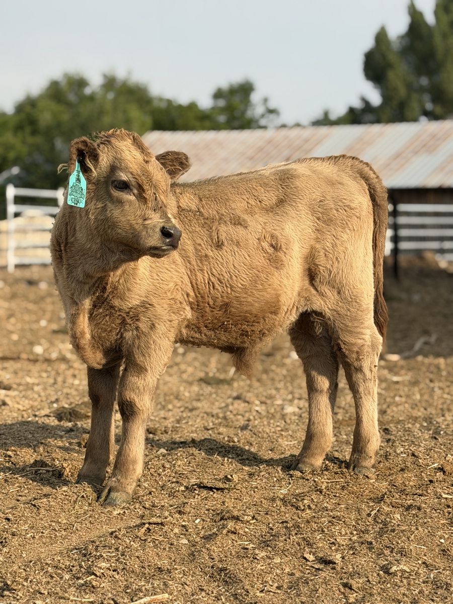 Highway Bull Calf 