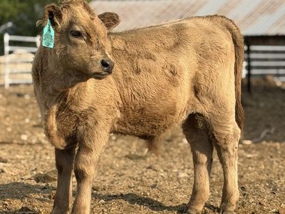 Highway Bull Calf