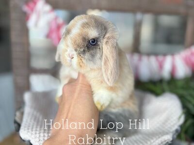 The Sweetest Holland Lop Baby Bunny