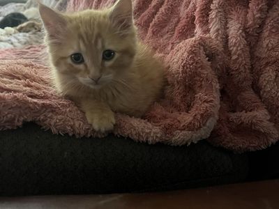 Allergy friendly Russian blue mixed females!!