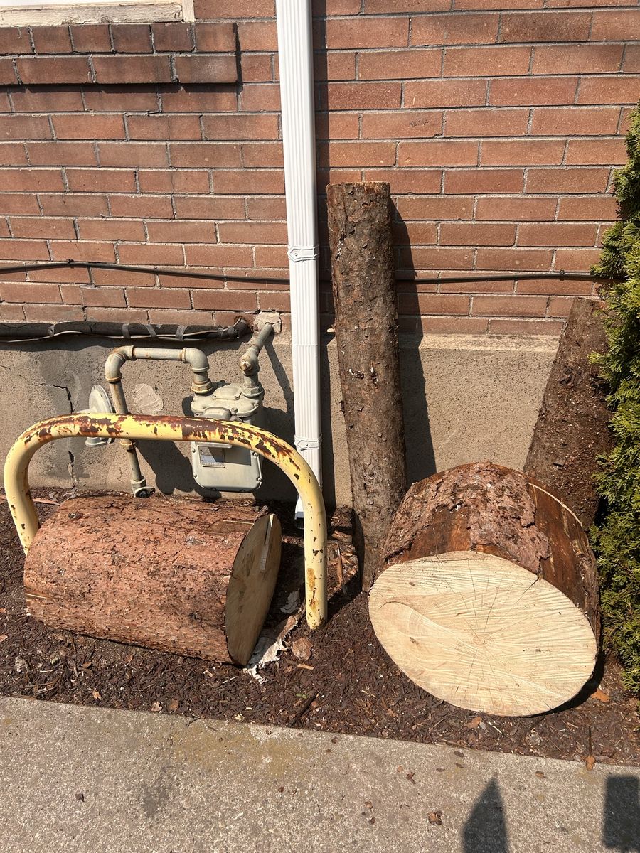 Free Spruce Logs/firewood