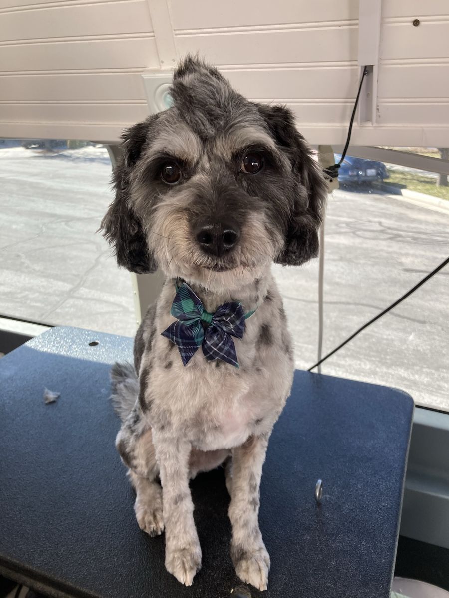 Free Aussie doodle