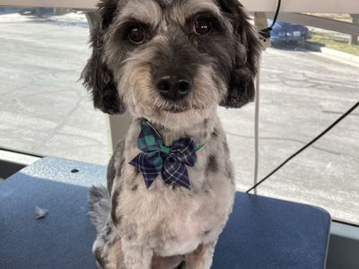 Free Aussie doodle