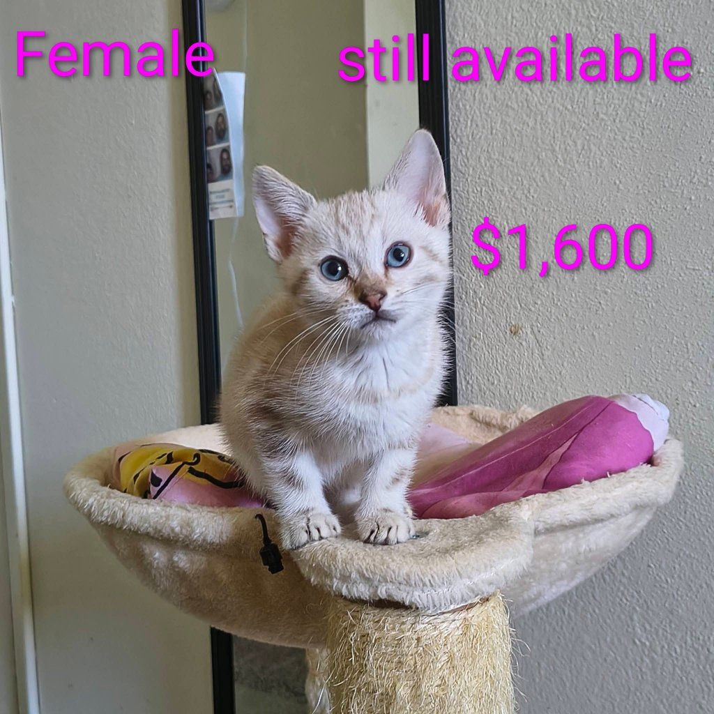 purebred marble Bengal kittens for sale please read ad