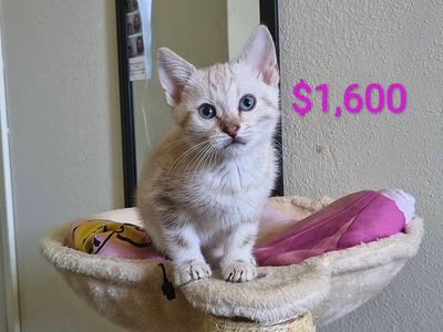 purebred marble Bengal kittens for sale please read ad