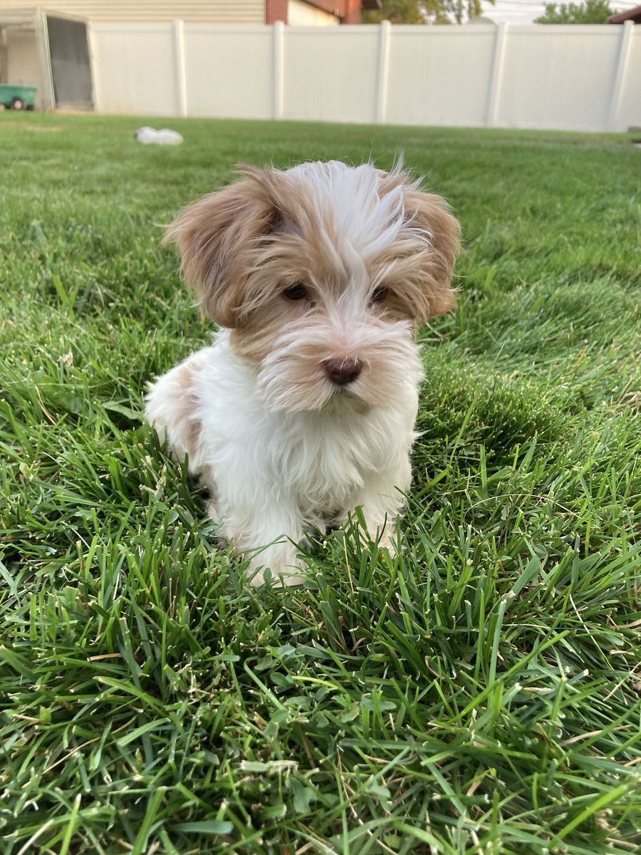 Yorkie Puppy Available 