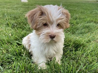 Yorkie Puppy Available
