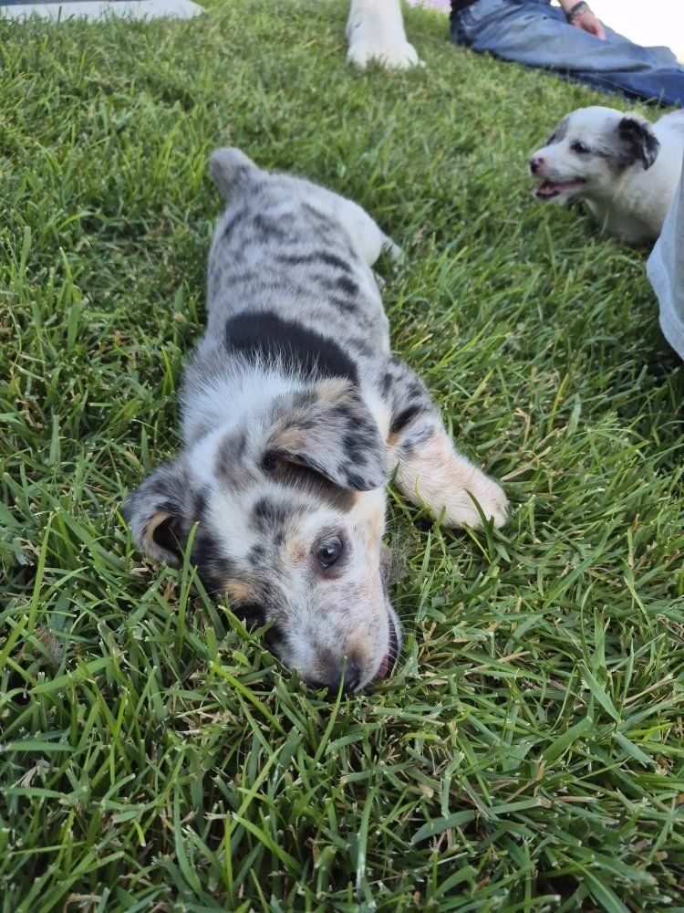 Corgi Puppies - Multiple Colors Available