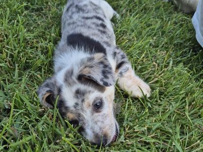 Corgi Puppies - Multiple Colors Available