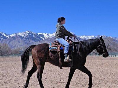 Bay OTTB Gelding