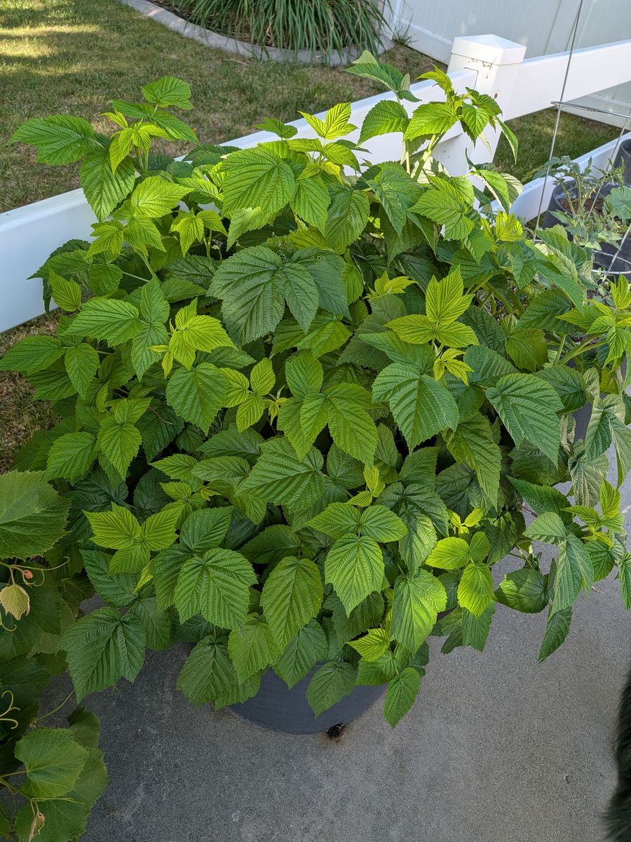 Plants for yellow raspberries