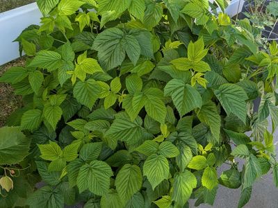 Plants for yellow raspberries