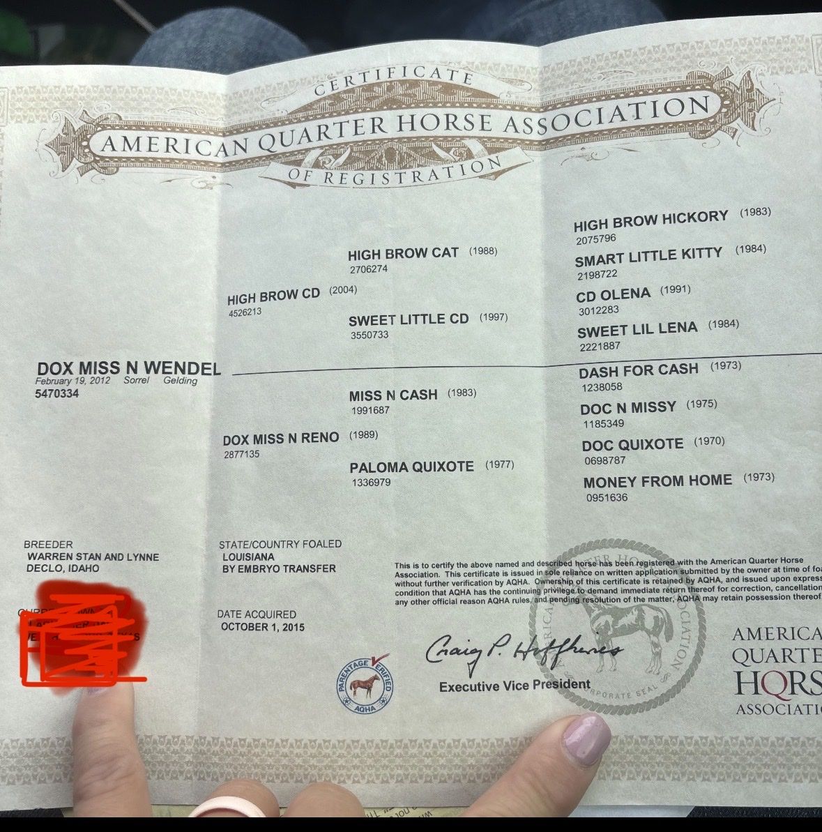 Very well bred finished Rope horse