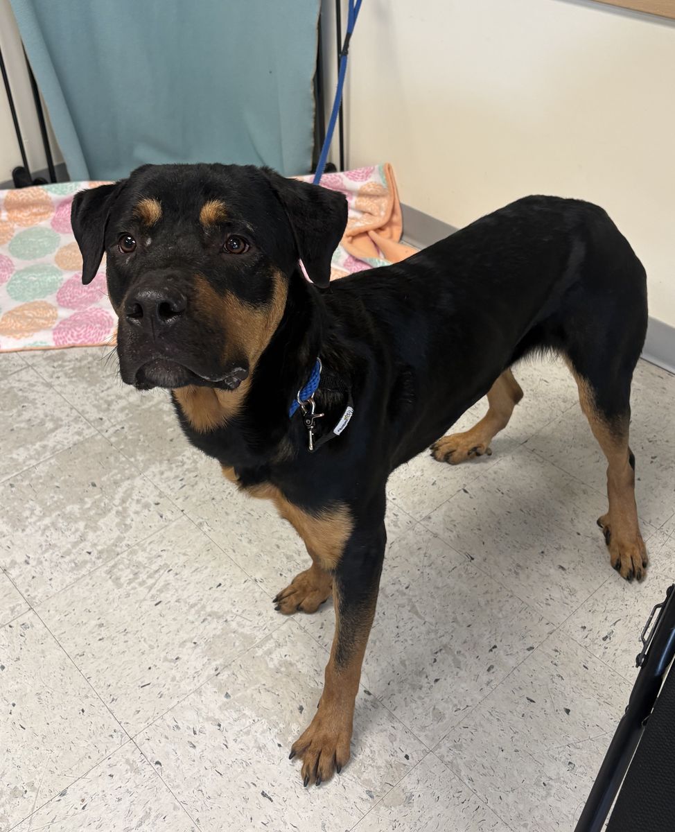 A160869 Chucky is Available for Adoption!