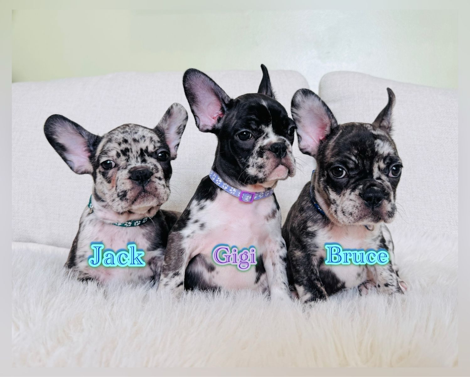 AKC French Bulldog Puppies