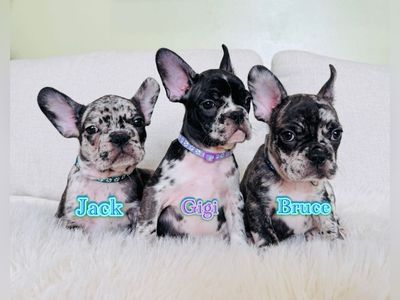 AKC French Bulldog Puppies