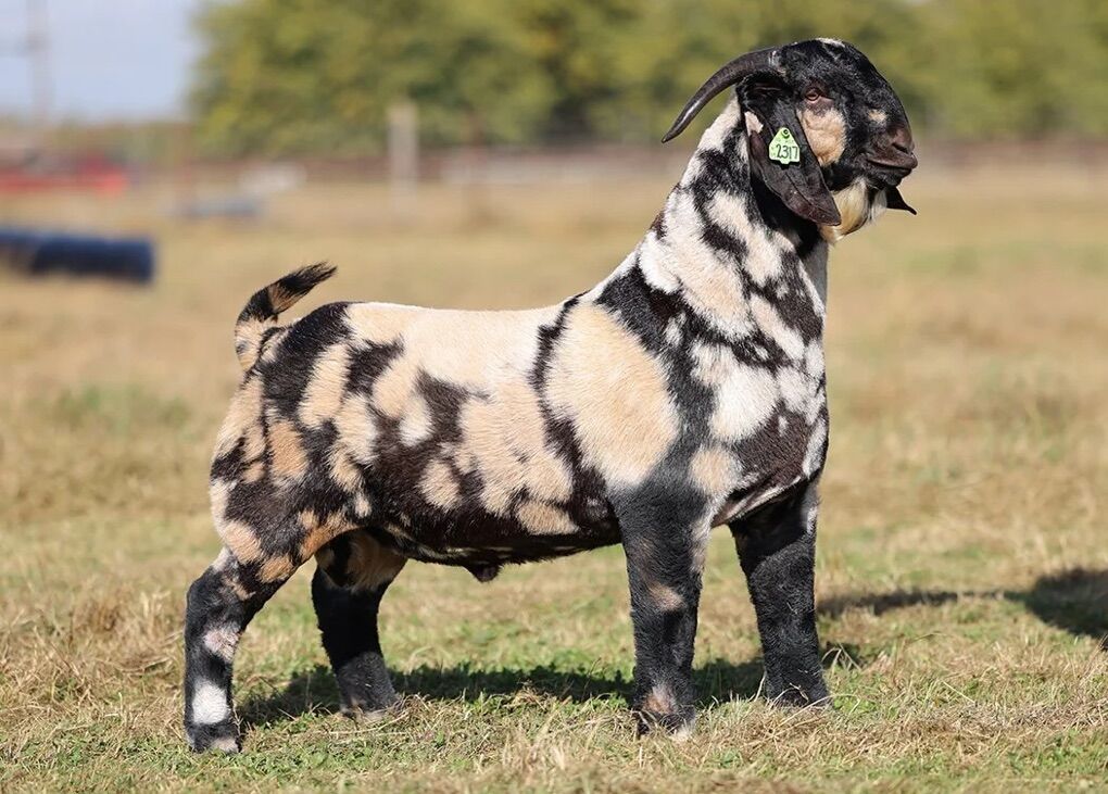 ISO black Spotted Boer Buck
