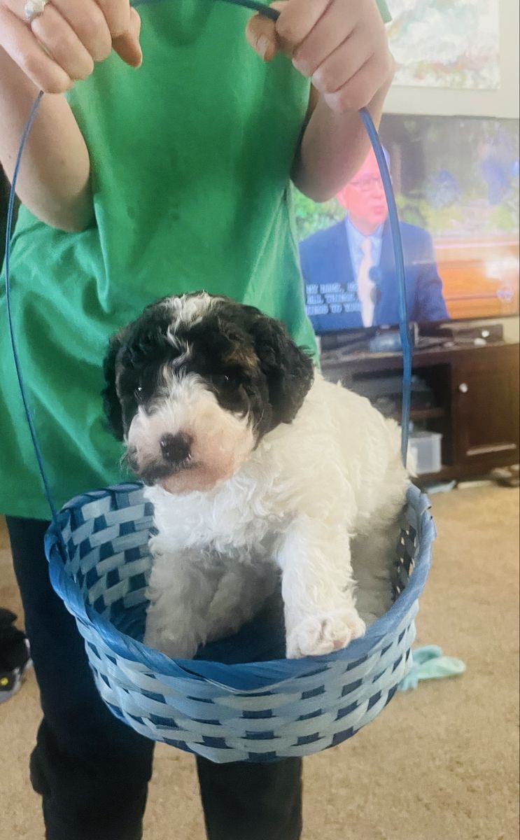 Aussiedoodle Puppy! Doodle Poodle Aussie Puppies