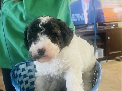 Aussiedoodle Puppy! Doodle Poodle Aussie Puppies