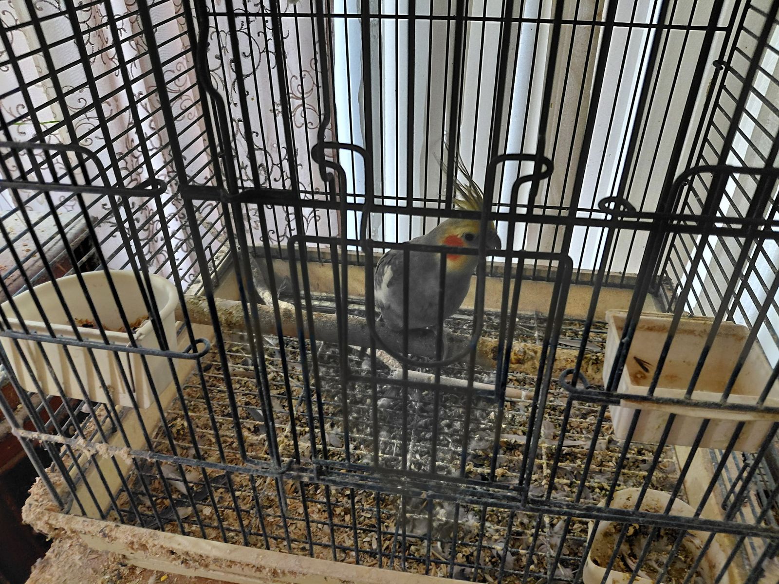 white faced cockatiel