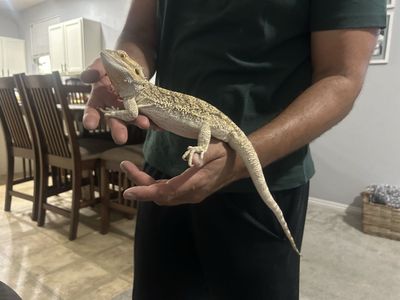 Bearded dragon