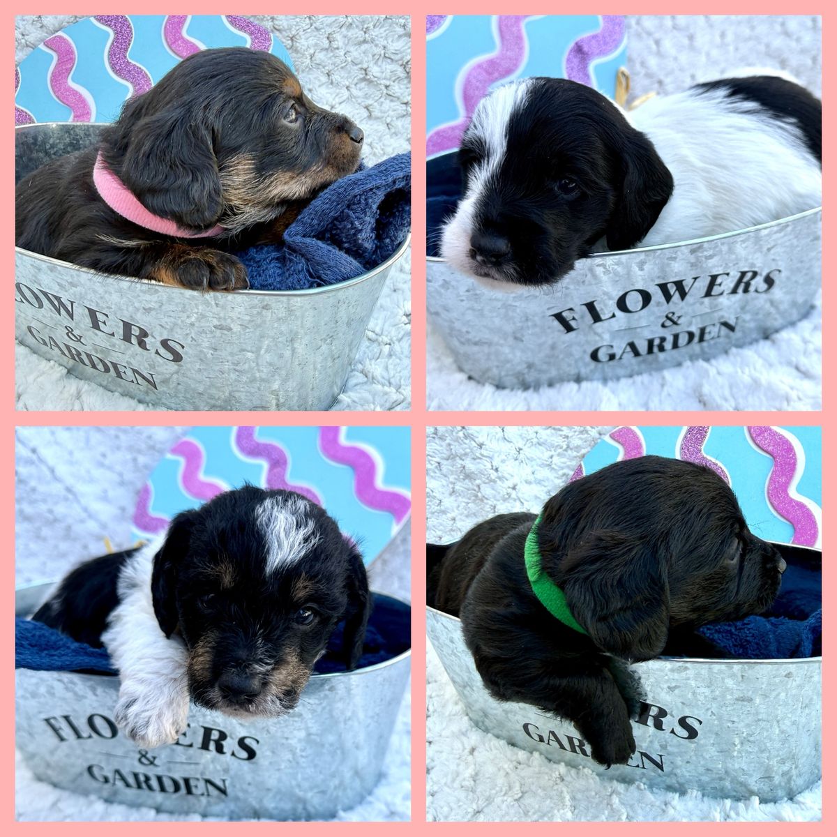 Dixiepoo Miniature Poodle & Dachshund - AKC dad
