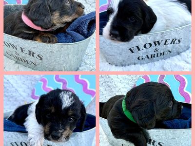 Dixiepoo Miniature Poodle & Dachshund - AKC dad