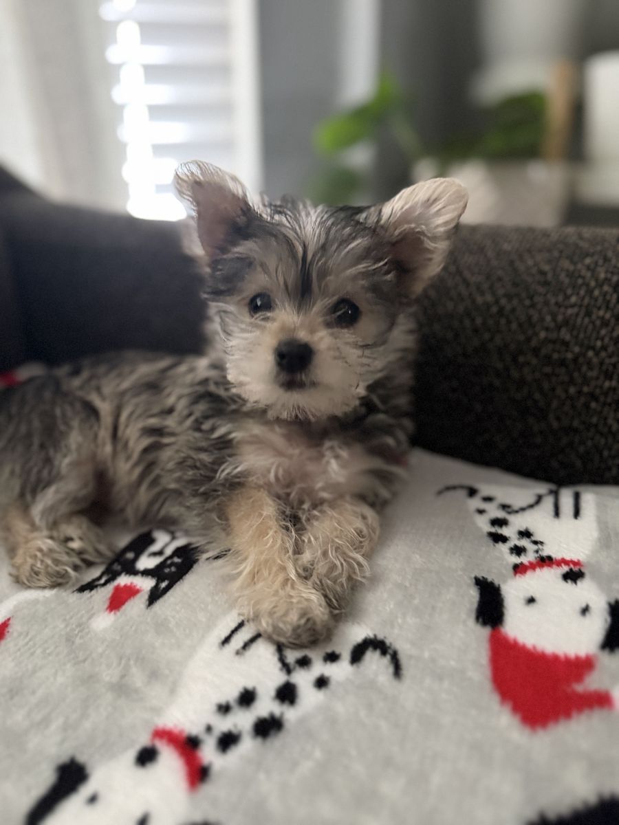 Playful 2-Month-Old Teacup Schnauzer - Diaper & Crate Trained Puppy