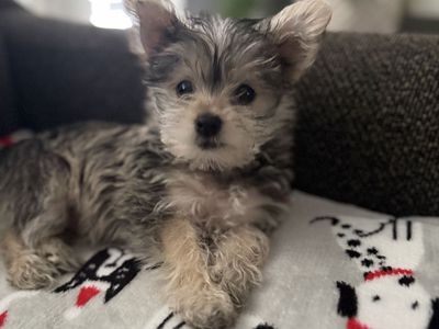 Playful 2-Month-Old Teacup Schnauzer - Diaper & Crate Trained Puppy
