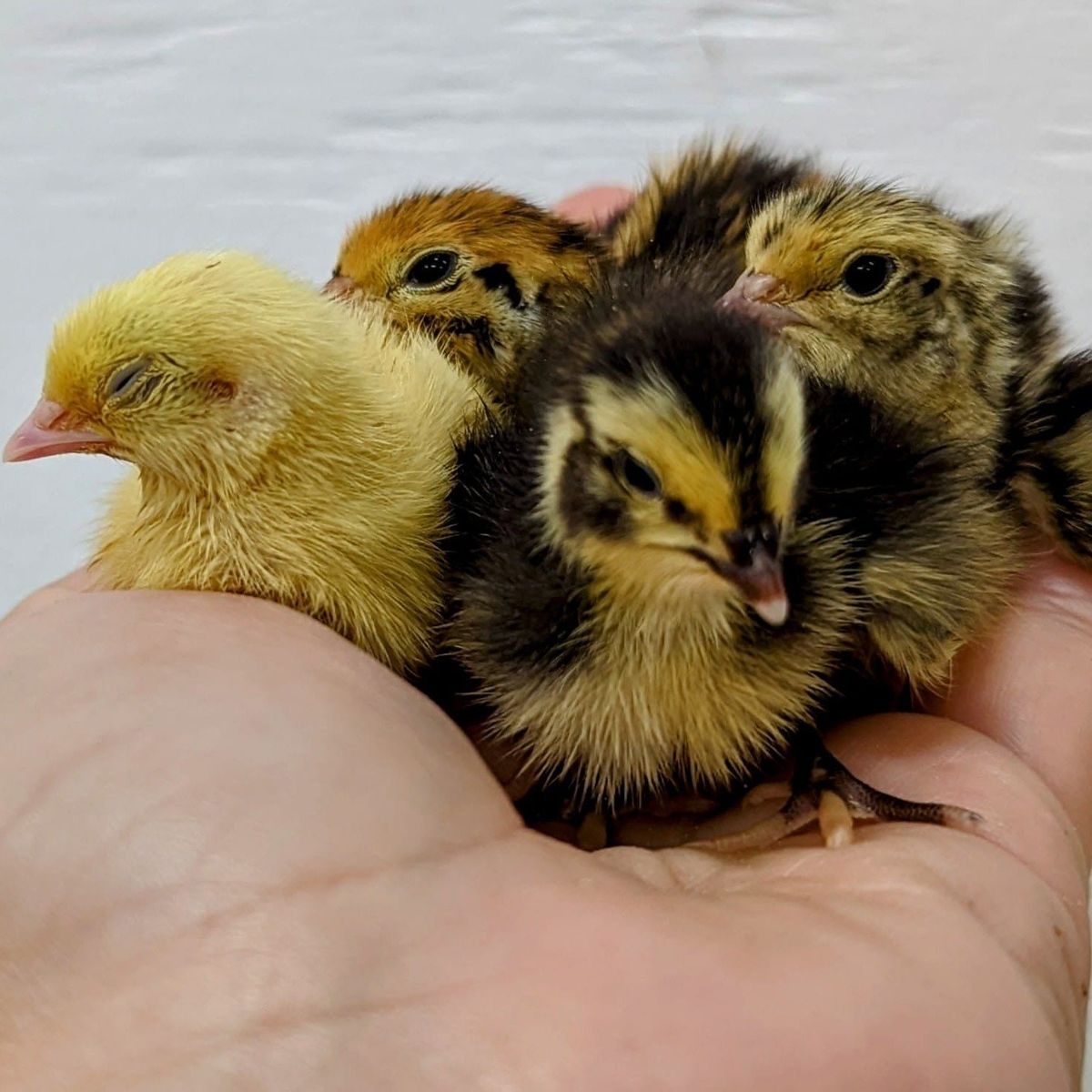 coturnix quail chicks