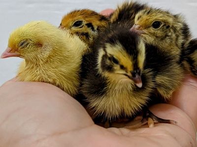 coturnix quail chicks