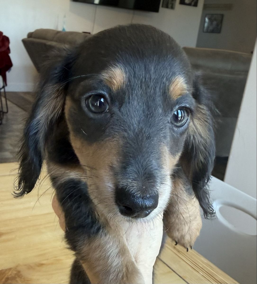 AKC Miniature dachshund puppies