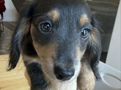 AKC Miniature dachshund puppies