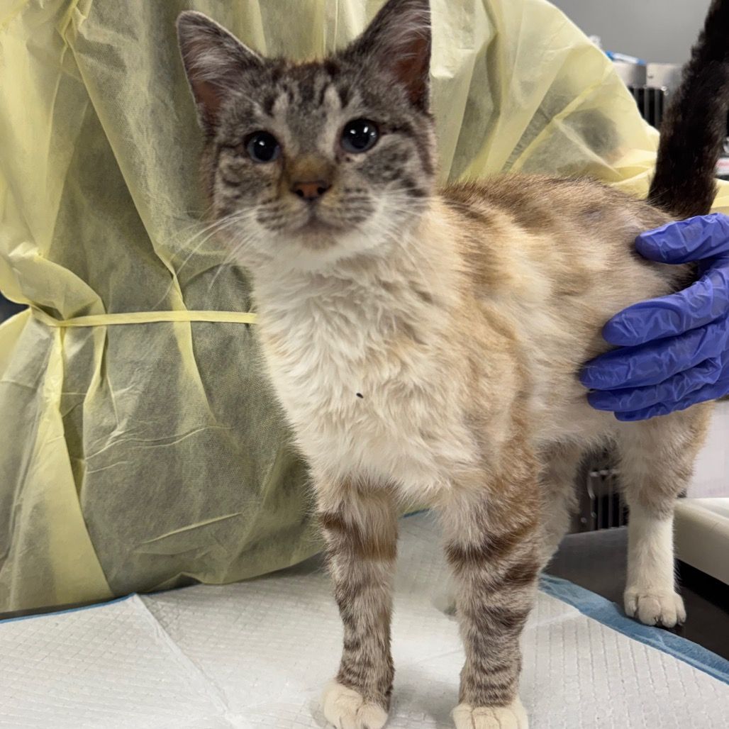 Hello my name is Hemmingway