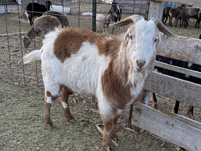 LaMancha Billy Goat