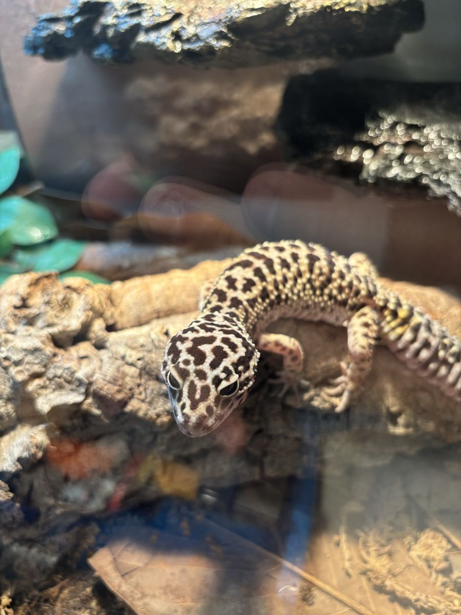 Free Leopard Gecko
