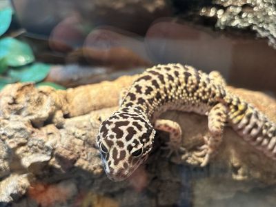 Free Leopard Gecko