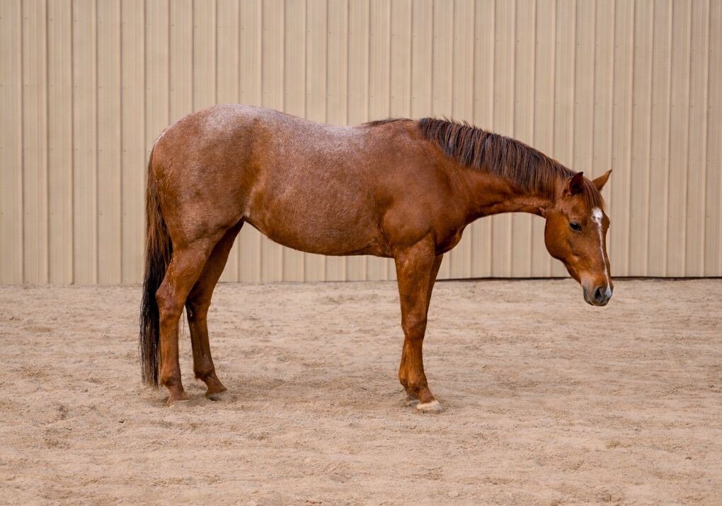 3 Yo AQHA/APHA red Roan Mare