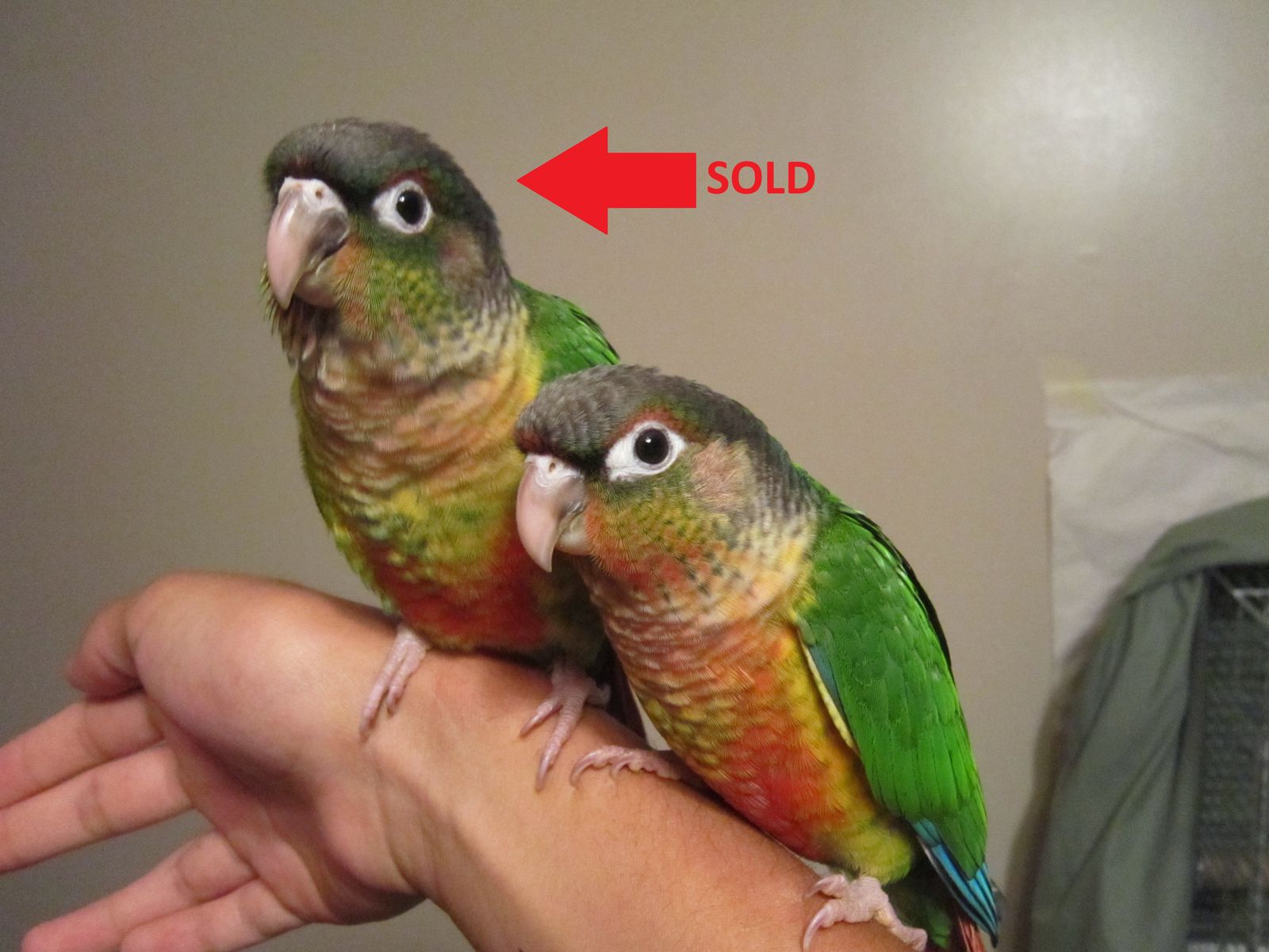 Hand-Tame Baby Green Cheek Conures