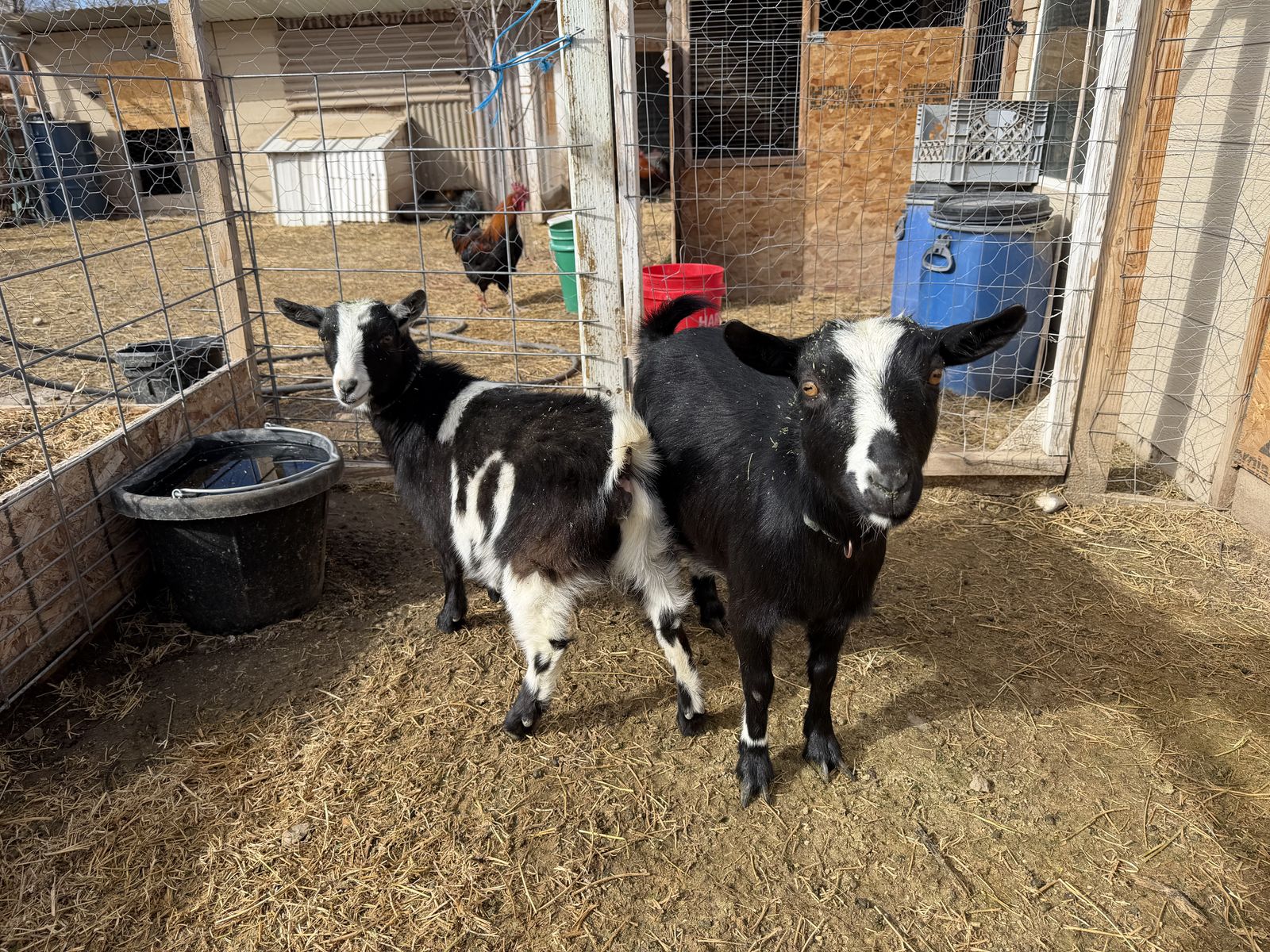 Nigerian Dwarf Goats